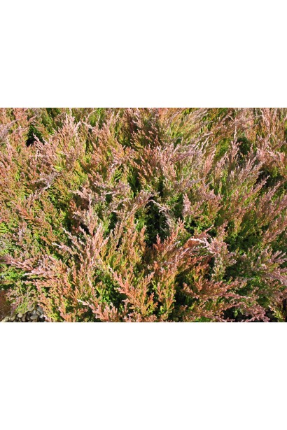 Ялівець горизонтальний Принц Уельський бурий відтінок хвої восени